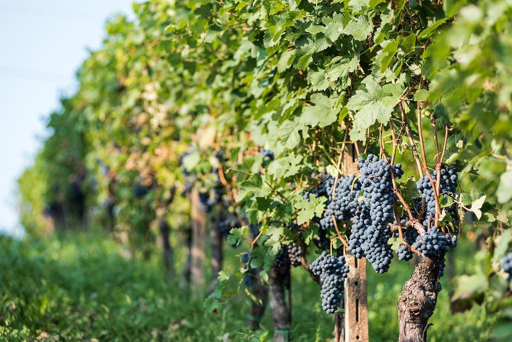 Agriturismo Albarossa Nizza Monferrato Kültér fotó