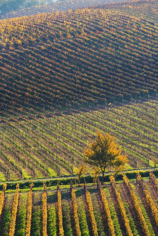 Agriturismo Albarossa Nizza Monferrato Kültér fotó