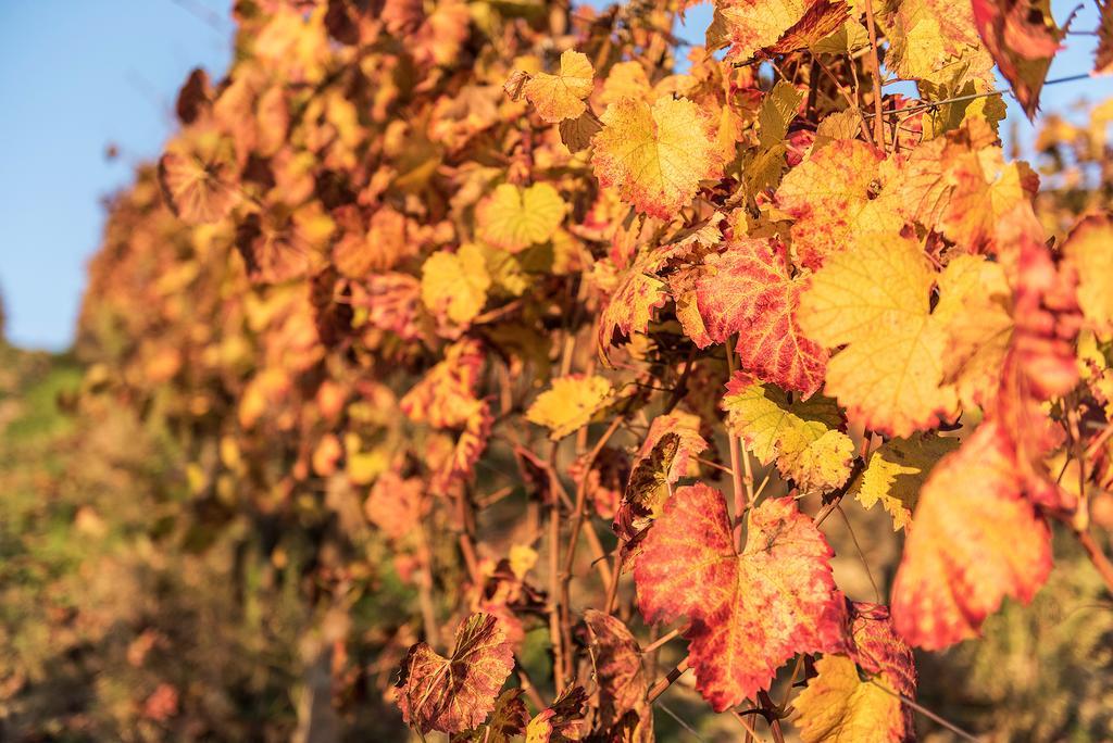 Agriturismo Albarossa Nizza Monferrato Kültér fotó